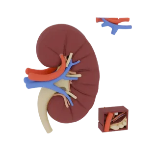 Healthy Kidney 3D Asset for AR, WebGL and Browsers