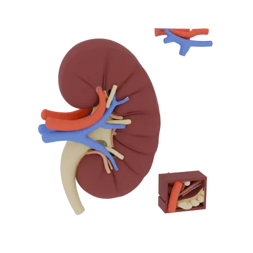 Healthy Kidney 3D model, three-quarter front view, AR viewer studio render, showing soft tissue colors, form detail.