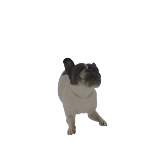 Modello 3D di una statua di Bulldog Francese con gli occhi chiusi, che mostra le sue caratteristiche orecchie a pipistrello e