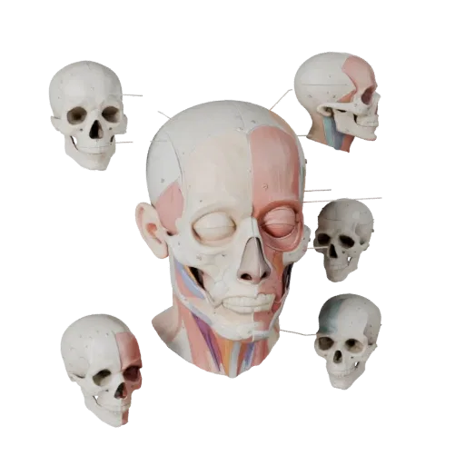 Human Head Anatomy Kit Stylized 3D model, stylized isometric render, showing neutral educational colors, form detail.