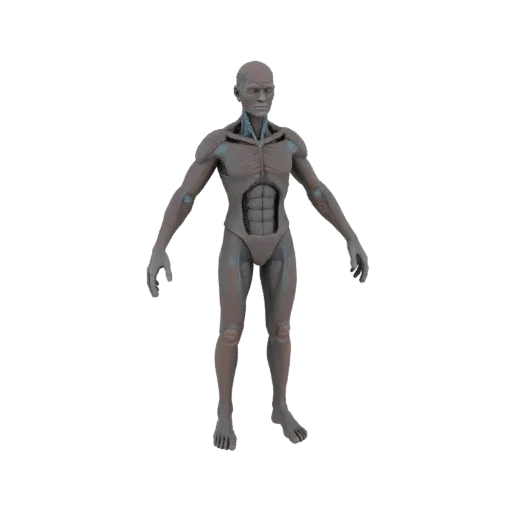 Modelo 3D de figura humana anatômica com musculatura detalhada, em pé sobre fundo branco.