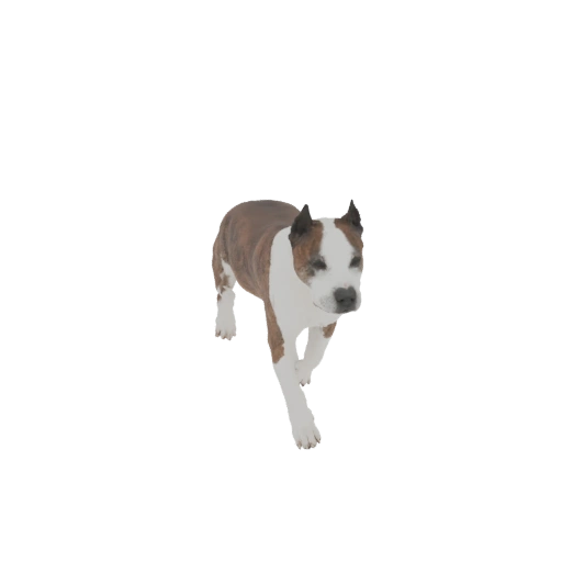American Staffordshire Terrier 3D Model