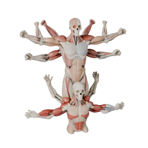 Modular Muscle Anatomy Kit 3D model, stylized isometric render, showing neutral educational colors, form detail.