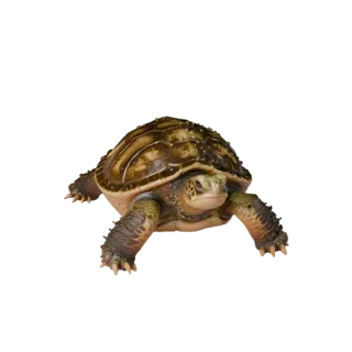 Realistic Snapping Turtle 3D Model - Rigged PBR Asset for Games
