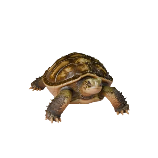 Realistische Schnappschildkröte 3D-Modell, Seitenansicht Wildlife-Rendering, animationsbereites Tier-Asset mit Plattenschuppe