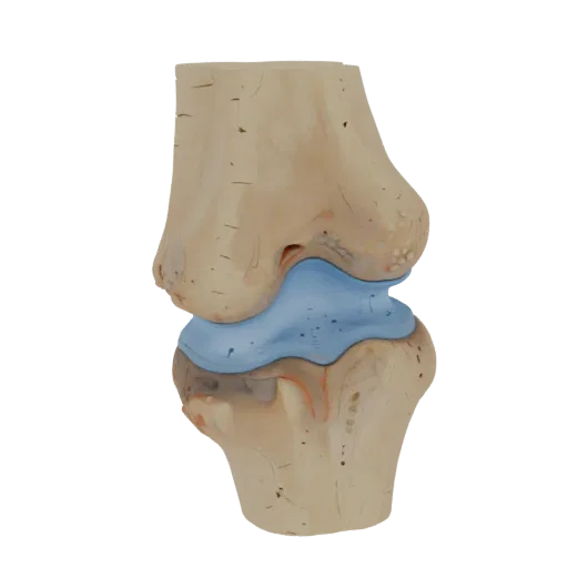 Joint Skeleton Realistic 3D model, three-quarter studio render, showing bone surfaces, skeletal landmarks.