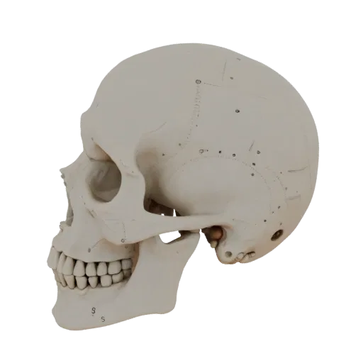Full Body Skull 3D model, side profile view, technical viewport render, showing bone surfaces, skeletal landmarks.