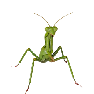 Low Poly Praying Mantis 3D Model - Unity Game Asset with FBX