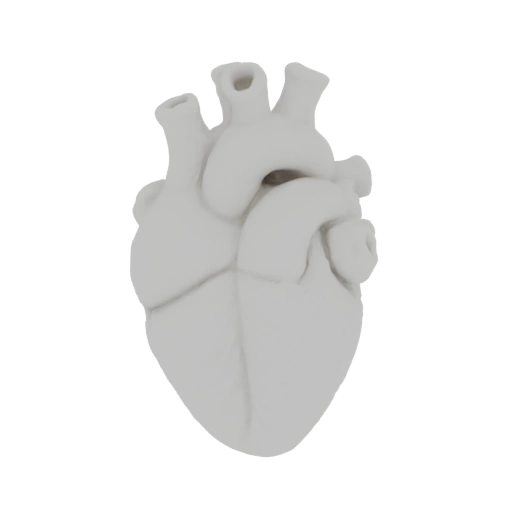 Anatomical Heart 3D Model