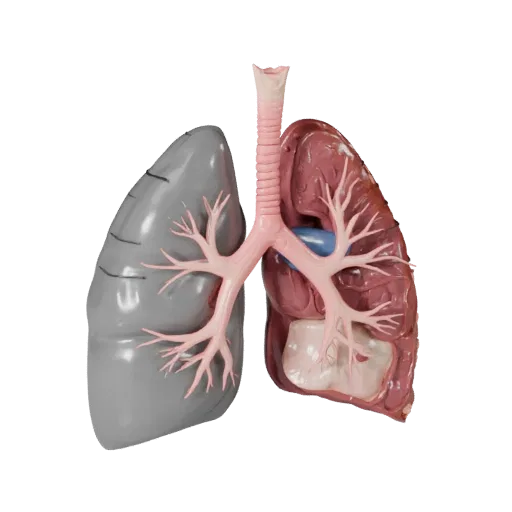 Healthy Lung Stylized 3D model, stylized isometric render, showing soft tissue colors, organ silhouette.