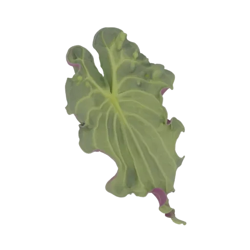 A 3D model render of a single, wavy green leaf with distinct purple edges, isolated on a white background.