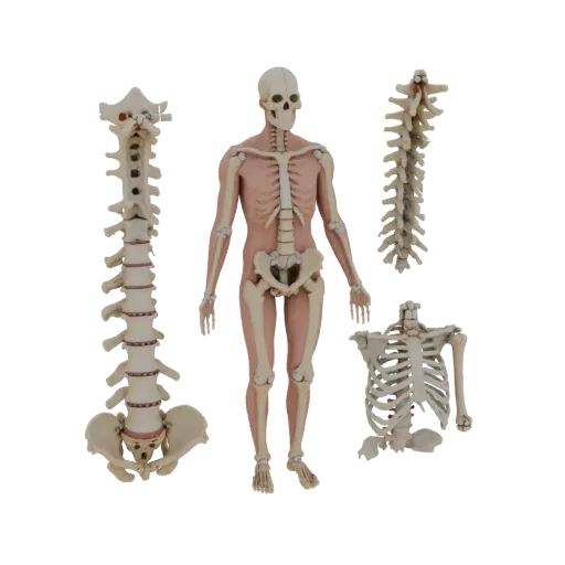 Full Body Spine Column 3D model, three-quarter front view, AR viewer studio render, showing bone surfaces, form detail.