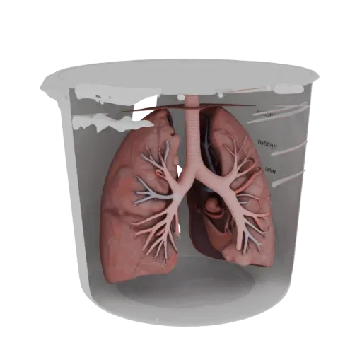 Teaching Lung Realistic 3D model, three-quarter studio render, showing soft tissue colors, organ silhouette.