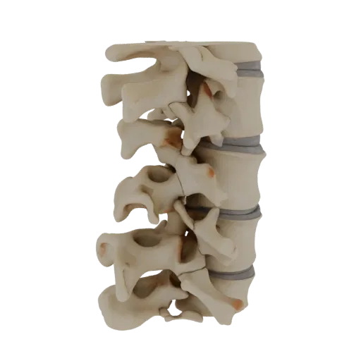 Spine Style Column Realistic 3D model, three-quarter studio render, showing bone surfaces, skeletal landmarks.