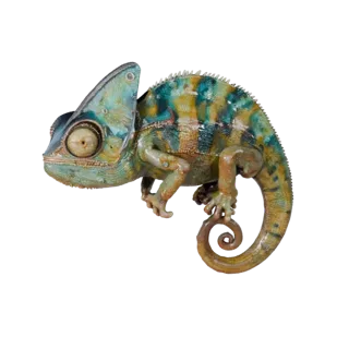 Chameleon 3D Model for Unity - Game Ready Asset, FBX | Royalty-Free