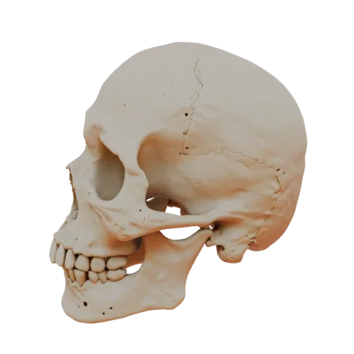 3D human skull model in profile, beginner 3D artist style, showing visible mesh and anatomy details.