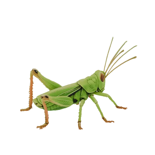Un modelo 3D detallado de un saltamontes verde, visto de lado, mostrando su cuerpo segmentado, alas y largas antenas.