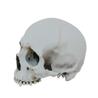 3D model of a human skull, viewed from the side, showing detailed bone structure and teeth.