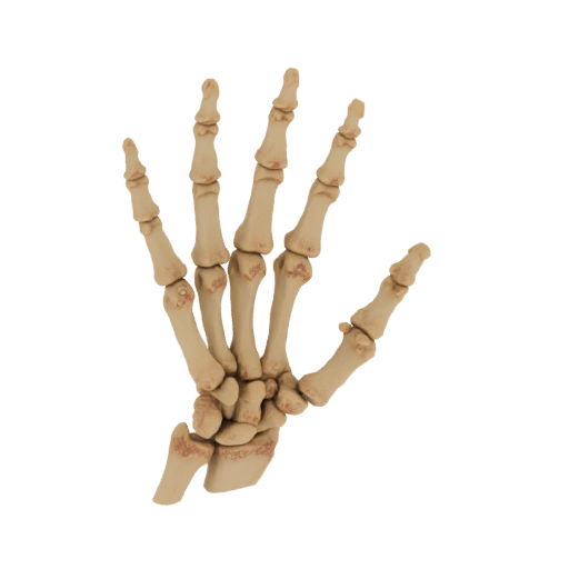 Human Hand Skeleton 3D Model