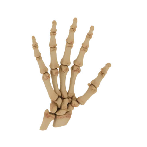A 3D render of a human hand skeleton, viewed from the palm side, with fingers slightly spread.