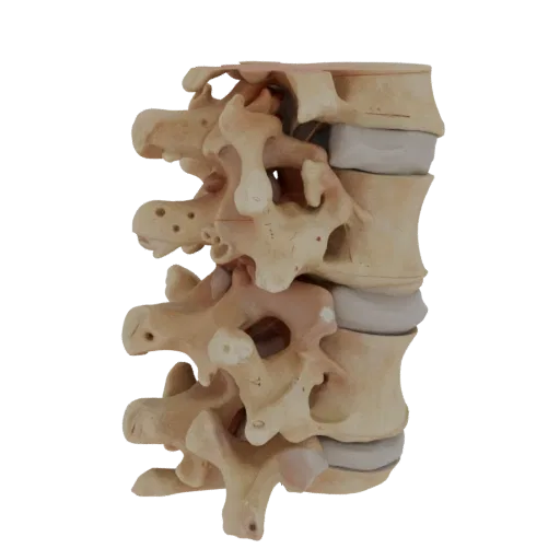 Joint Spine Column Realistic 3D model, three-quarter studio render, showing bone surfaces, skeletal landmarks.