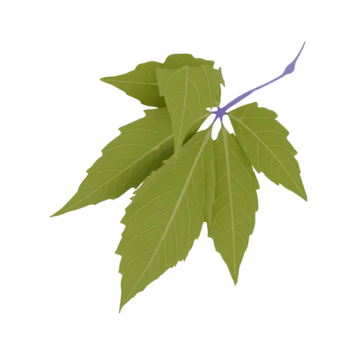 3D-Modell eines Clusters lebendiger grüner Blätter mit detaillierten Adern, an einem schlanken violetten Stiel befestigt, vor