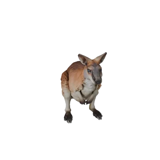 Realistic Wallaby 3D Model - Rigged PBR Asset for Games | PBR