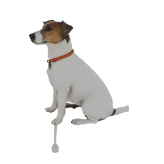 3D model of a Jack Russell Terrier sitting with a cane, white with tan markings, wearing an orange collar.