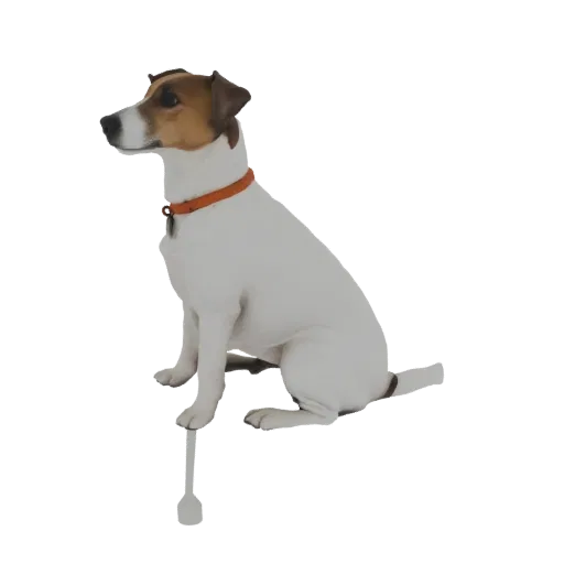 3D model of a Jack Russell Terrier sitting with a cane, white with tan markings, wearing an orange collar.