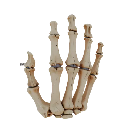 Skull Hand Bones Education 3D model, three-quarter training render, showing bone surfaces, skeletal landmarks.