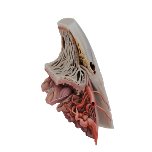 3D anatomical model showing a cross-section of the human nasal cavity with detailed sinus structures and red-colored arteries