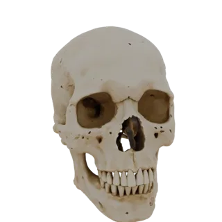 Modèle 3D de crâne humain sans mâchoire inférieure, vue de face, mettant l'accent sur les détails de la structure osseuse et
