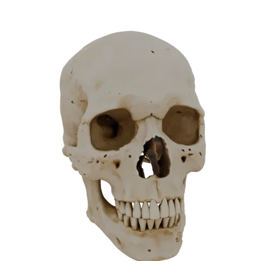 3D model of a human skull without lower jaw, front view, emphasizing bone structure and eye socket details.