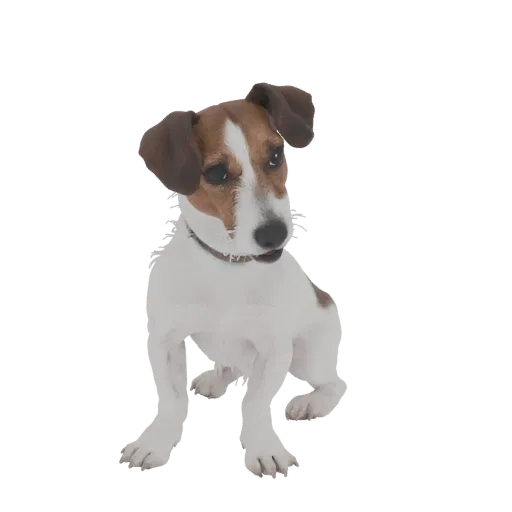 3D-Modell eines aufmerksam sitzenden Jack Russell Terriers mit braun-weißem Fell, der leicht zur Seite blickt.