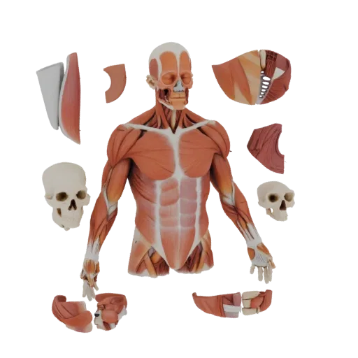 Sectioned Muscle Anatomy Kit 3D model, three-quarter training render, showing neutral educational colors, form detail.
