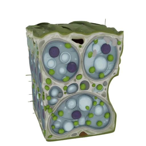 Pine Needle Cross-Section 3D Model