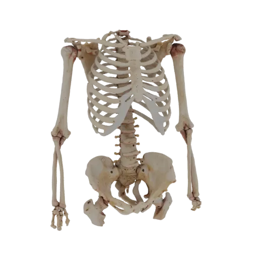 Full Body Skeleton Realistic 3D model, three-quarter studio render, showing bone surfaces, skeletal landmarks.