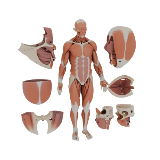 Sectioned Muscle Anatomy Kit 3D model, side profile view, technical viewport render, showing material detail and scale.