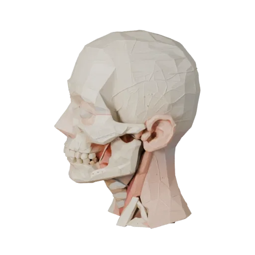 Human Head Anatomy Kit 3D model, game viewport three-quarter view, showing neutral educational colors, form detail.