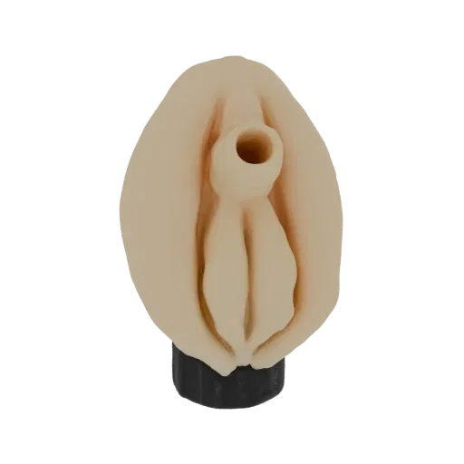 3D model of anatomical female genitalia, showing detailed labial and clitoral structures, mounted on a black base.