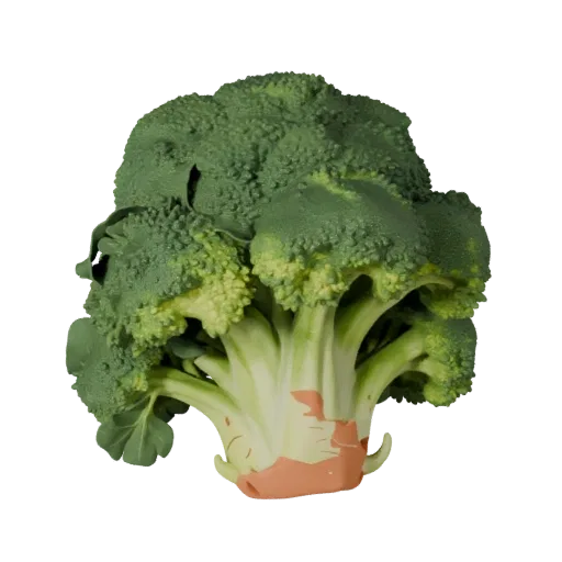 Modèle 3D stylisé de tête de brocoli organique, rendu isométrique stylisé, montrant les nervures des feuilles, des silhouette