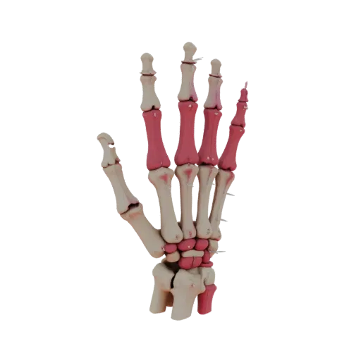 Joint Hand Bones Printable 3D model, isometric STL render, showing bone surfaces, skeletal landmarks.