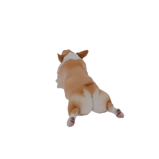 Un modèle 3D de chien Corgi, couleur tan et blanc, en pose 'sploot', vu de dessus.