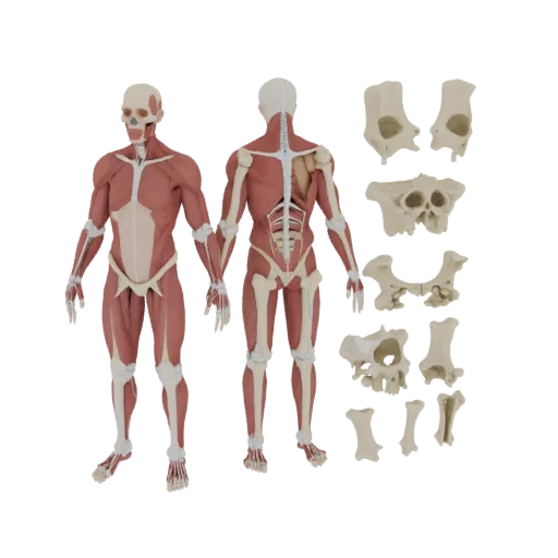 Modular Joint Anatomy Kit 3D model, three-quarter front view, AR viewer studio render, showing detail and scale.