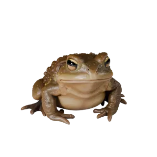 Realistic Toad 3D Model - Rigged PBR Asset for Games | Royalty-Free