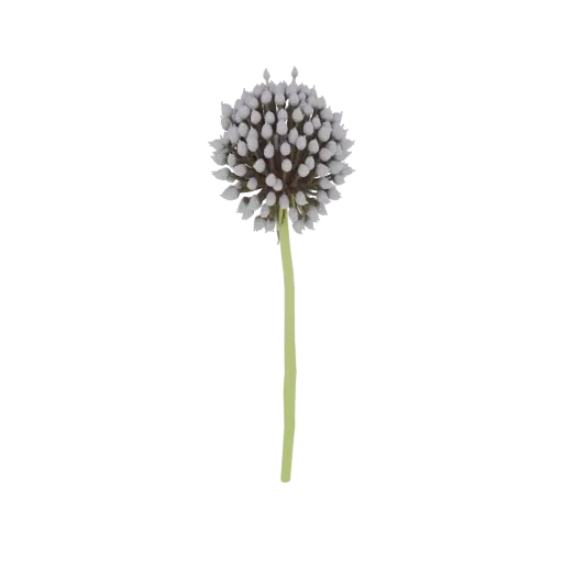 3D model of a spherical white Allium flower head with a green stem, isolated on a black background.