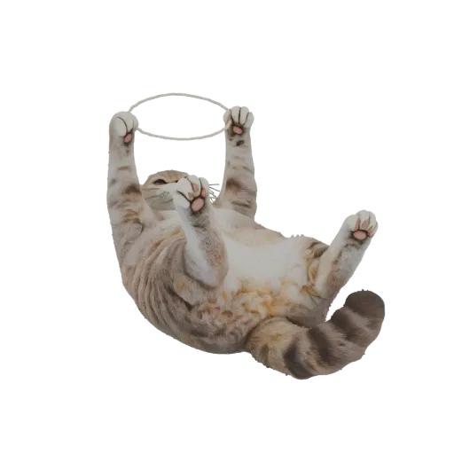3D model of a fluffy cat lying on its back, with paws raised upwards, forming an empty ring.