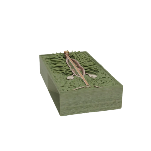 Abies Concolor Needle Cross-Section 3D Model