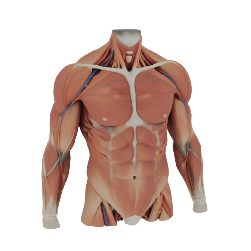 Athletic Male Torso Anatomy 3D Model