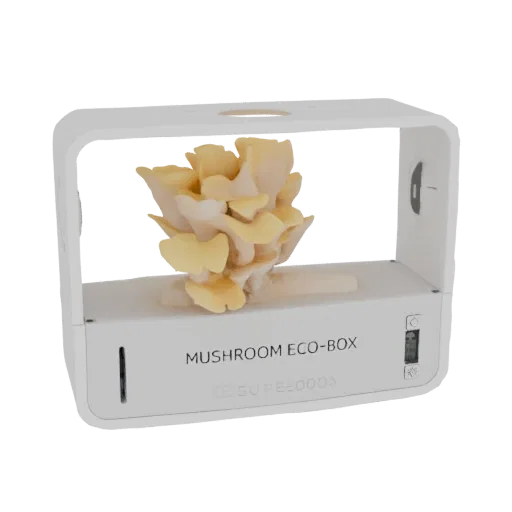 3D model of a white Oyster Mushroom Eco-Box with a cluster of yellow oyster mushrooms growing inside.